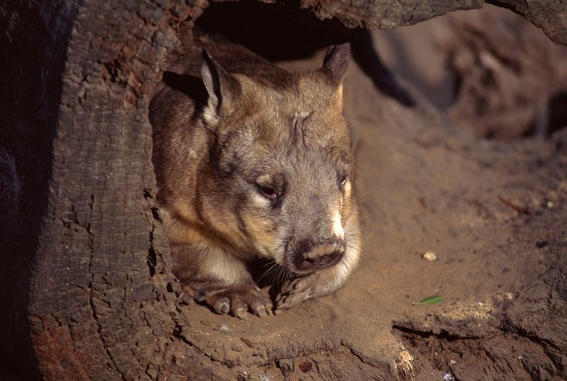 Northern Hairy-Nosed Wombat