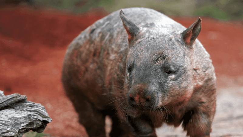 Northern Hairy-Nosed Wombat