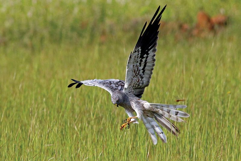 Northern Harrier