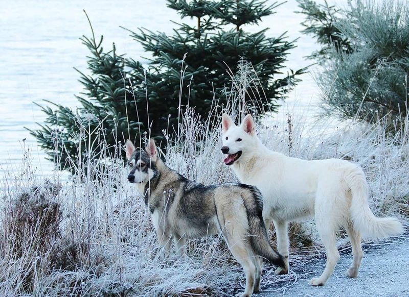 Northern Inuit Dog