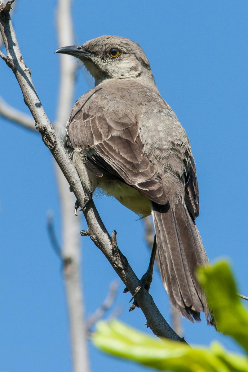 Northern Mockingbird