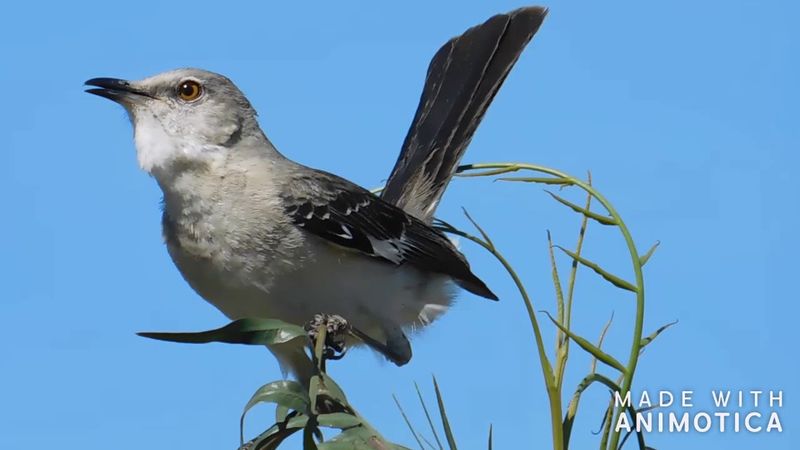 Northern Mockingbird