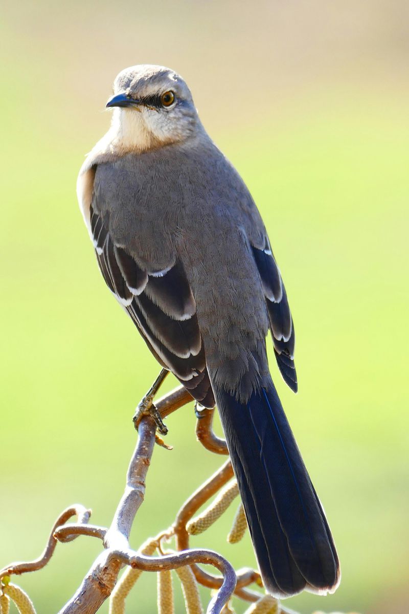 Northern Mockingbird