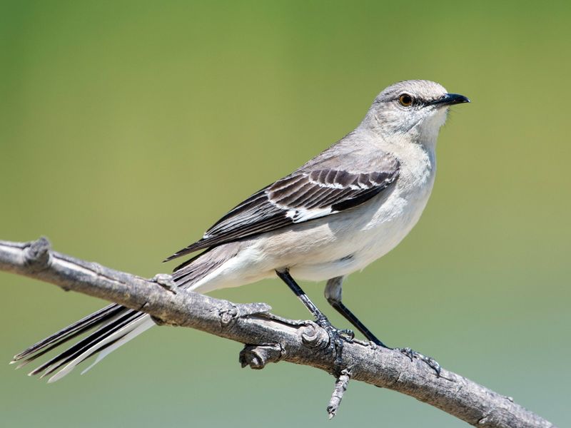 Northern Mockingbird