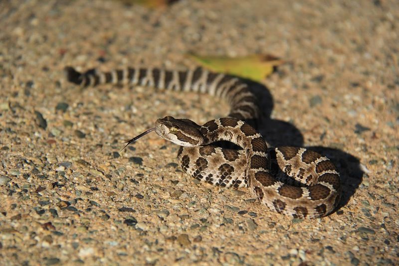 Northern Pacific Rattlesnake