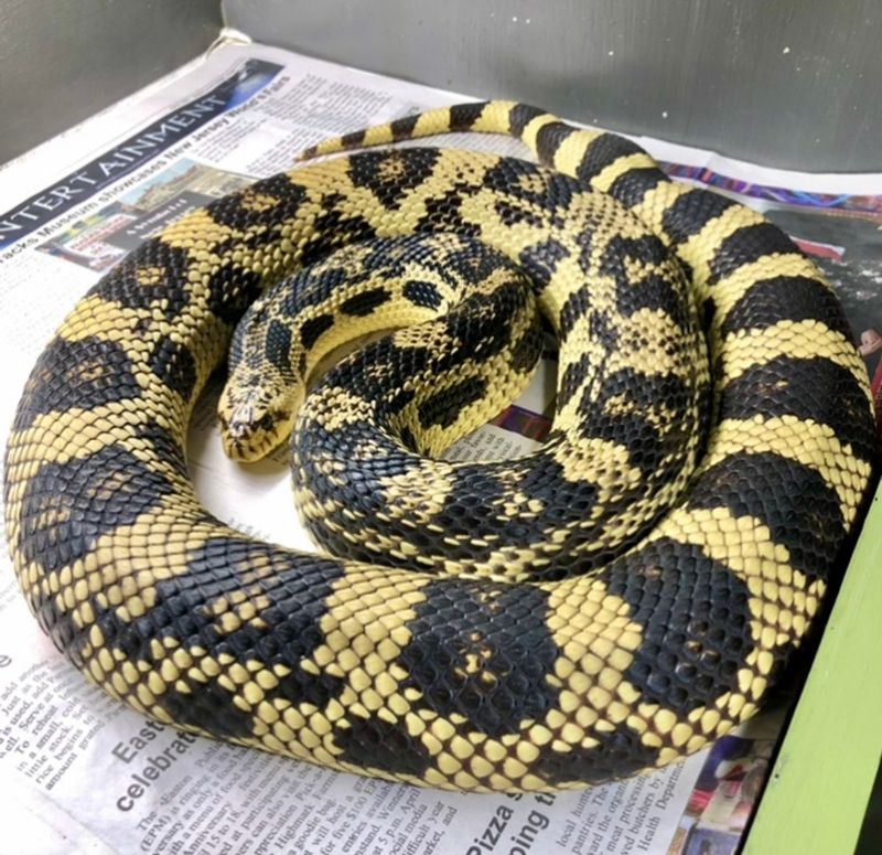 Northern Pine Snake