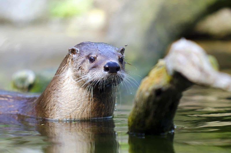 Northern River Otter