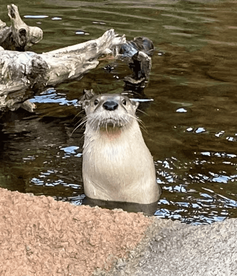 Northern River Otter