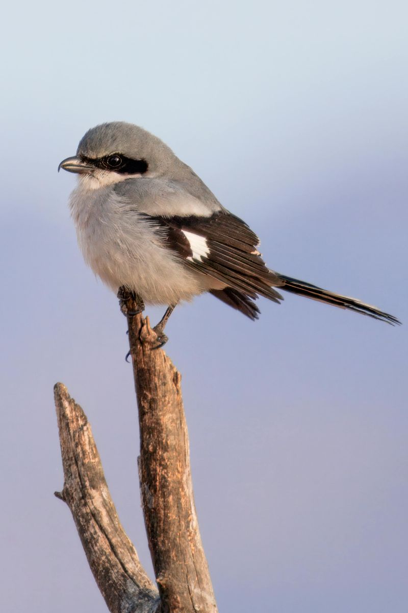 Northern Shrike