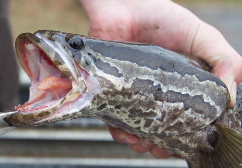 Northern Snakehead