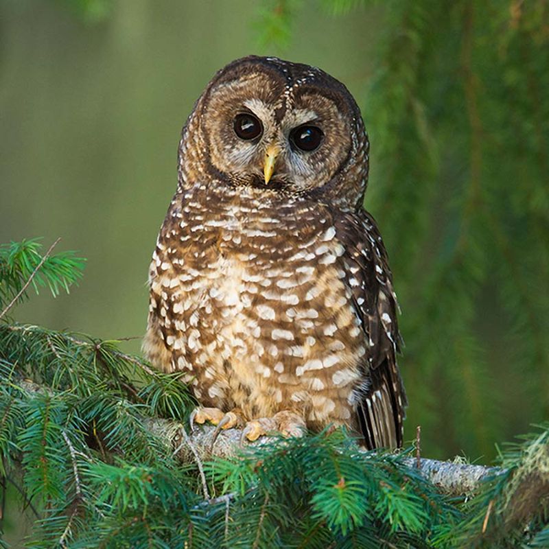 Northern Spotted Owl