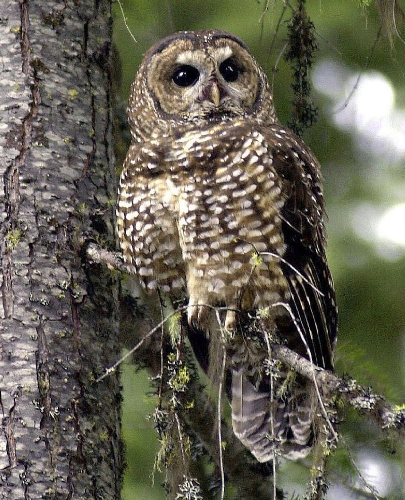 Northern Spotted Owl