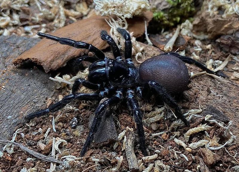 Northern Tree-Dwelling Funnel-Web Spider