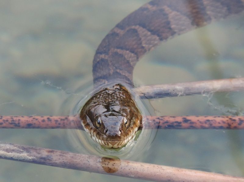 Northern Water Snake