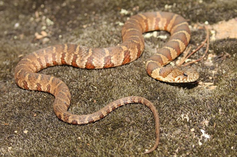 Northern Water Snake