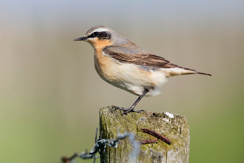 Northern Wheatear