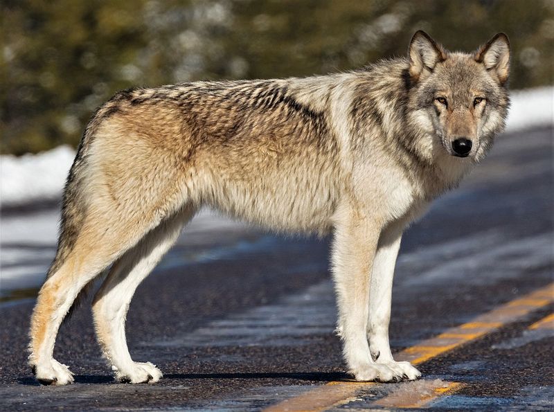 Northwestern Wolf