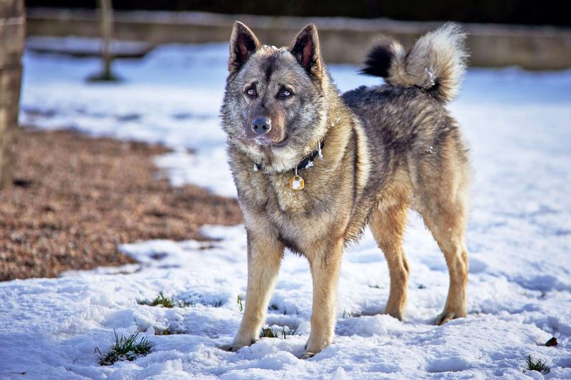 Norwegian Elkhound