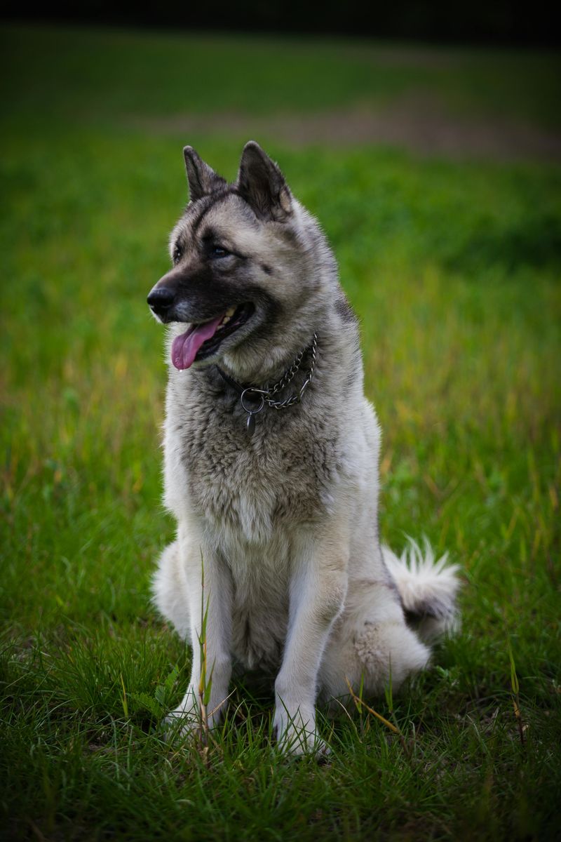 Norwegian Elkhound