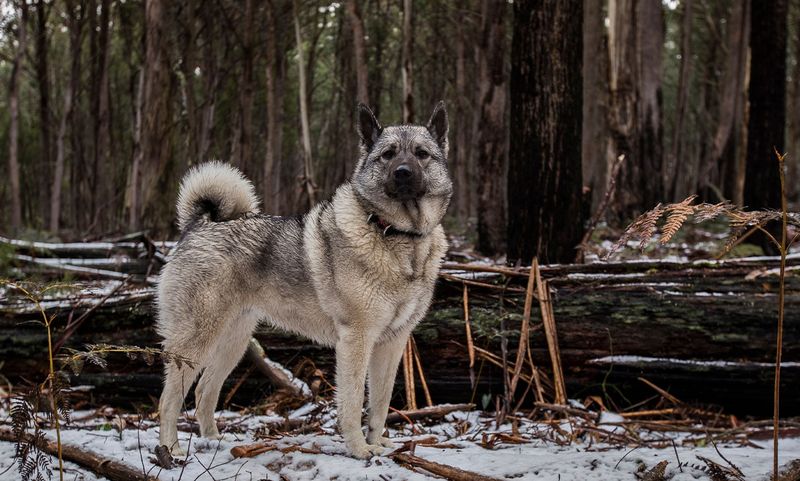 Norwegian Elkhound