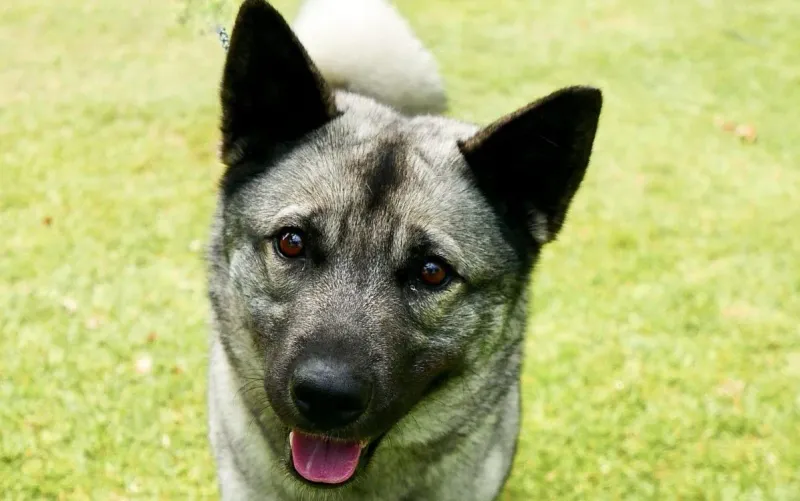 Norwegian Elkhound