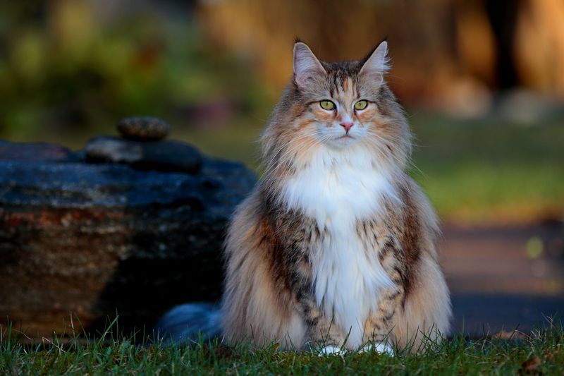 Norwegian Forest Cat