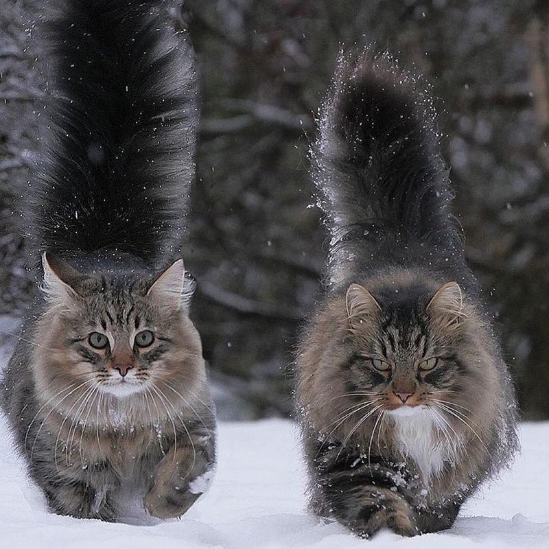 Norwegian Forest Cat