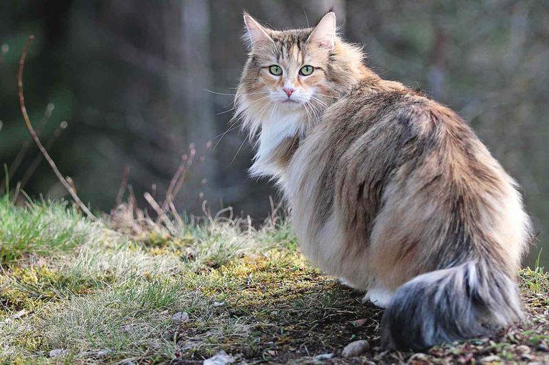 Norwegian Forest Cat