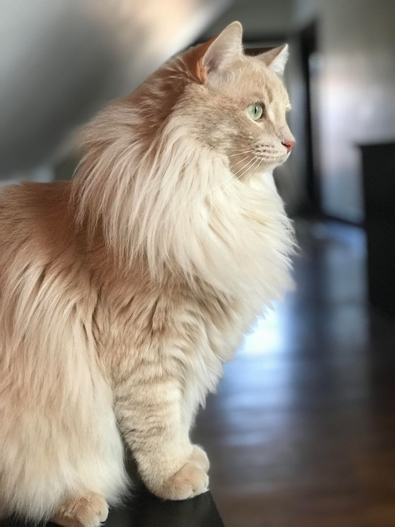 Norwegian Forest Cat