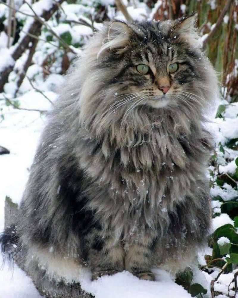 Norwegian Forest Cat