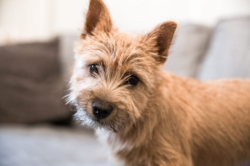 Norwich Terrier