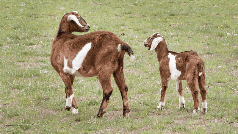 14 Popular Dairy Goat Breeds You Should Know Exploring Animals