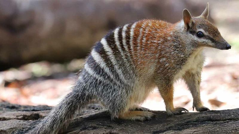 Numbat