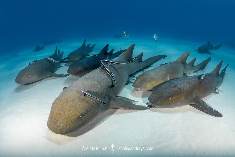 Nurse Shark