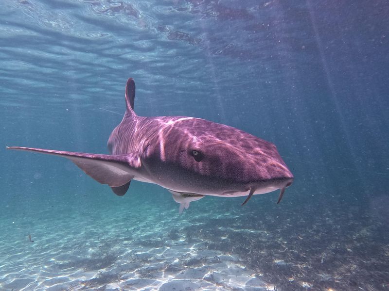 Nurse Shark