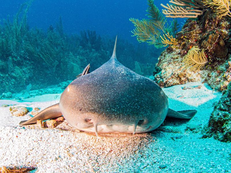 Nurse Shark