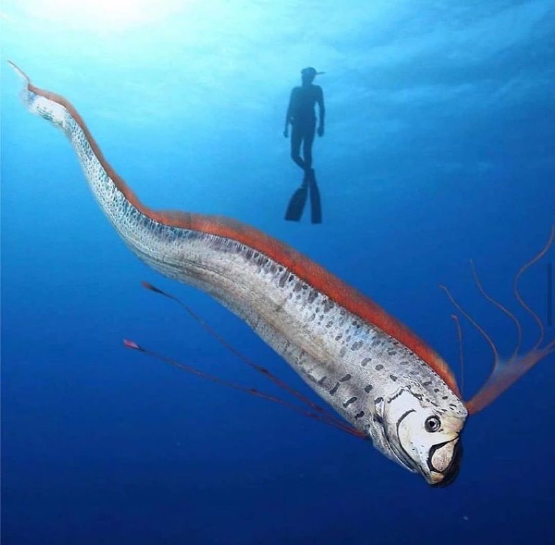 Oarfish
