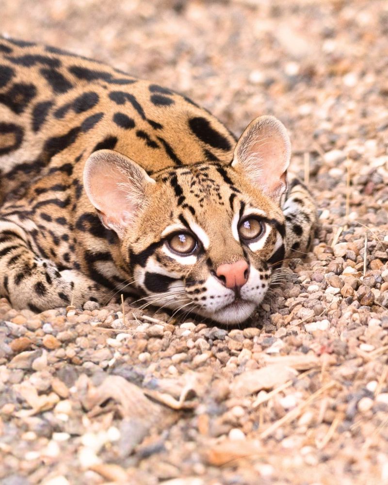 Ocelot