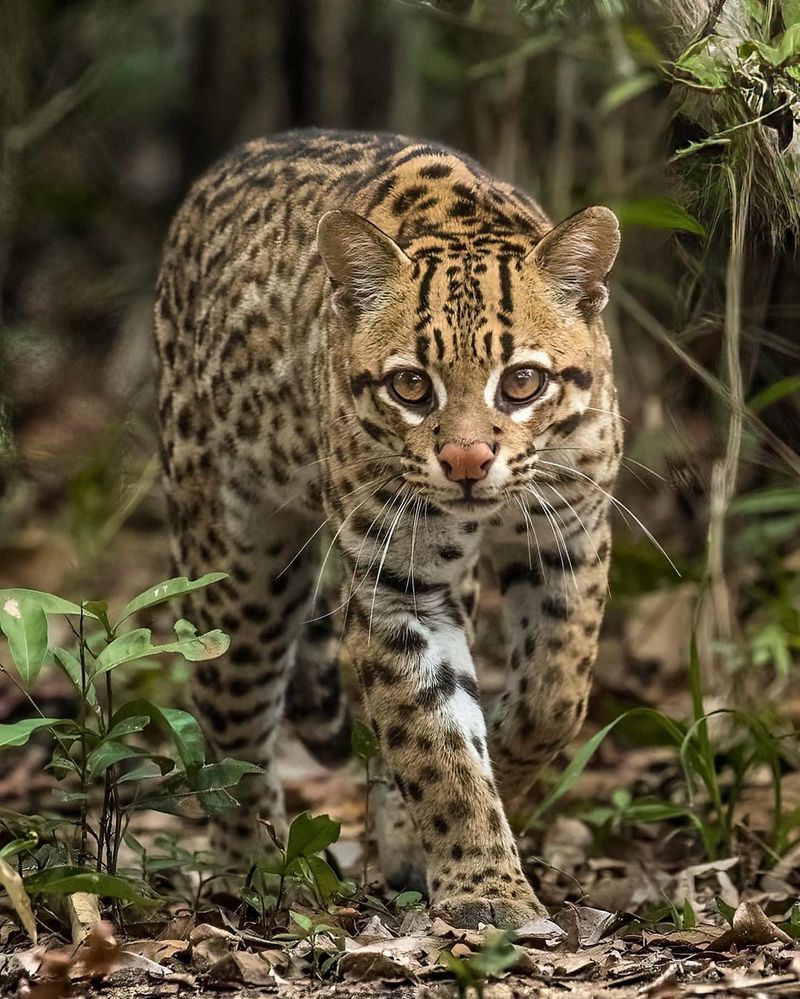 Ocelot