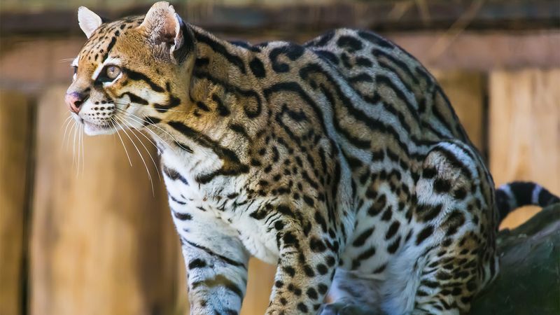 Ocelot