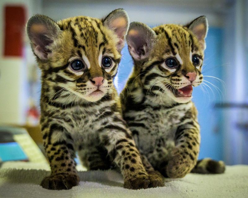 Ocelot