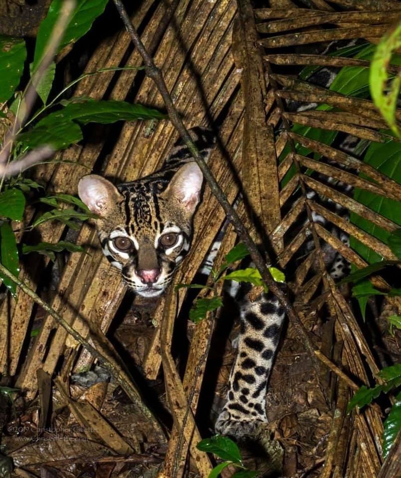 Ocelot