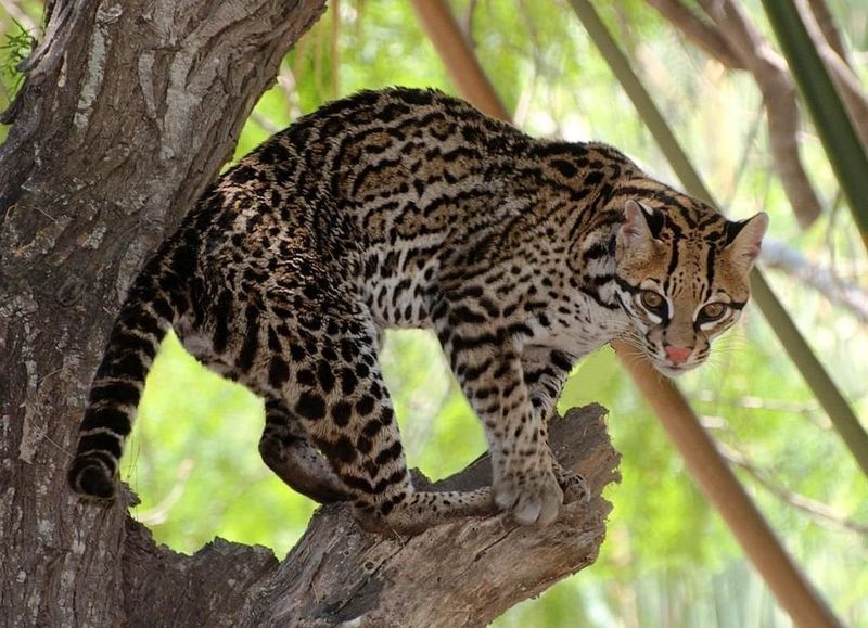 Ocelot