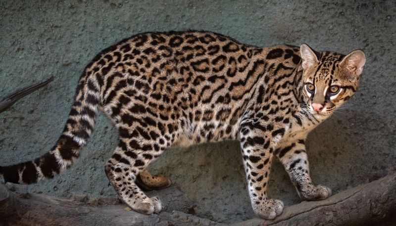 Ocelot