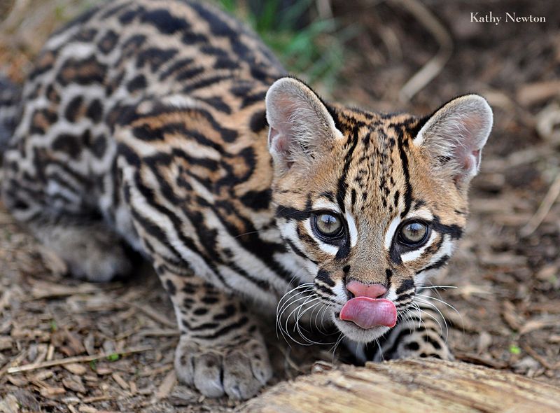 Ocelot