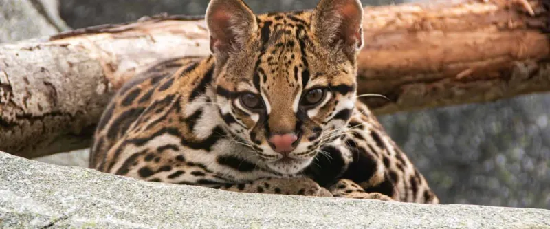 Ocelot