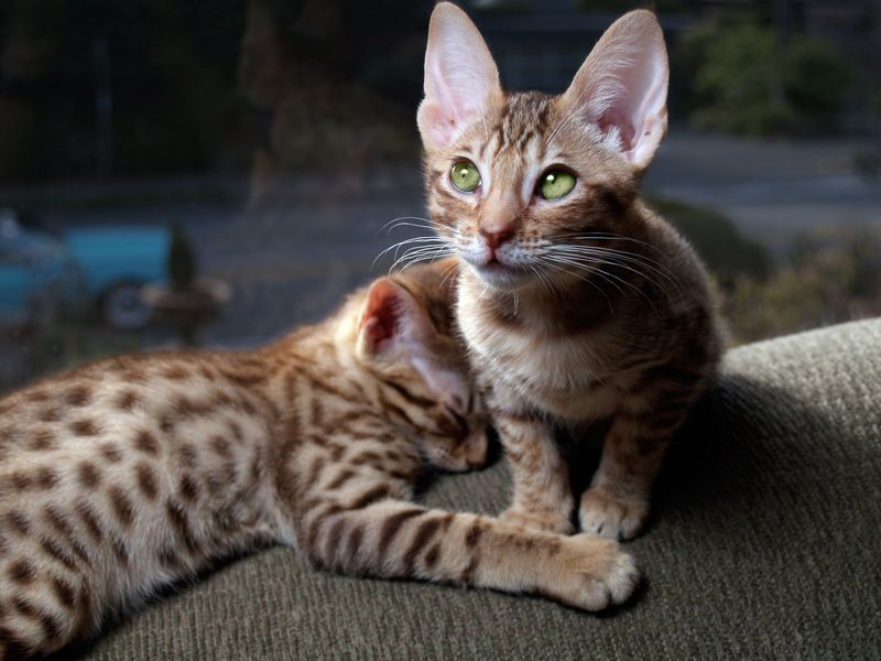 Ocicat