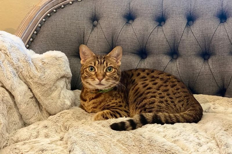 Ocicat