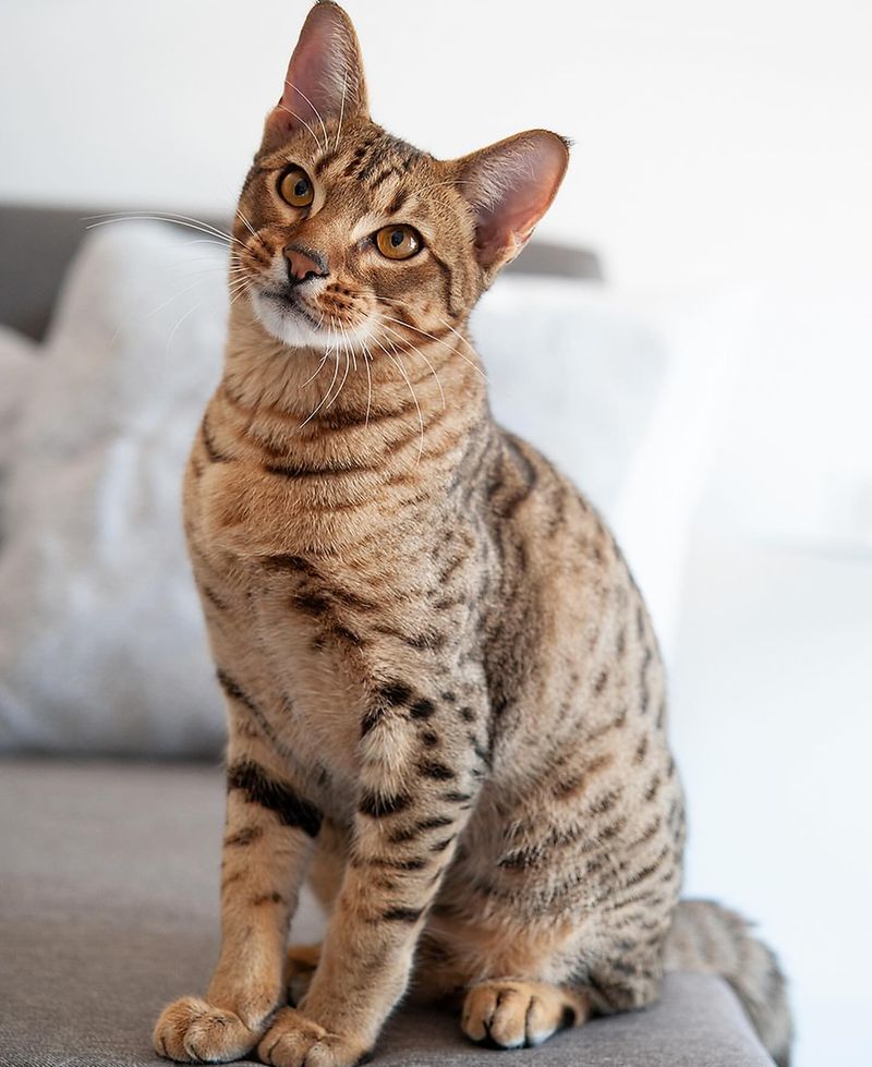 Ocicat