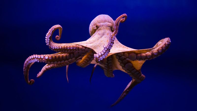 Octopus